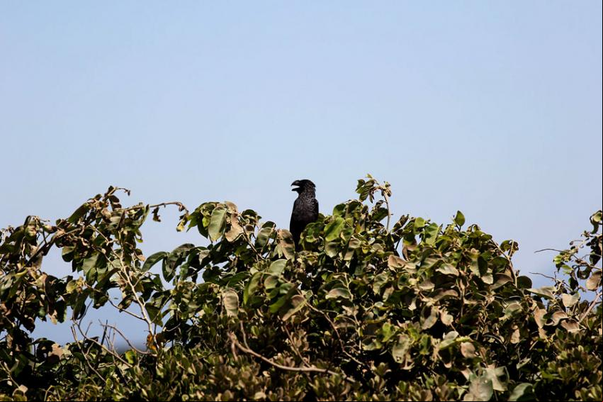 Parque Nacional da Restinga de Jurubatiba- Foto: Halley Pacheco de Oliveira (licenca-cc-by-sa-3.0)