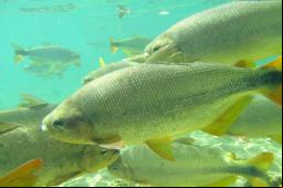 Peixes no Balne
