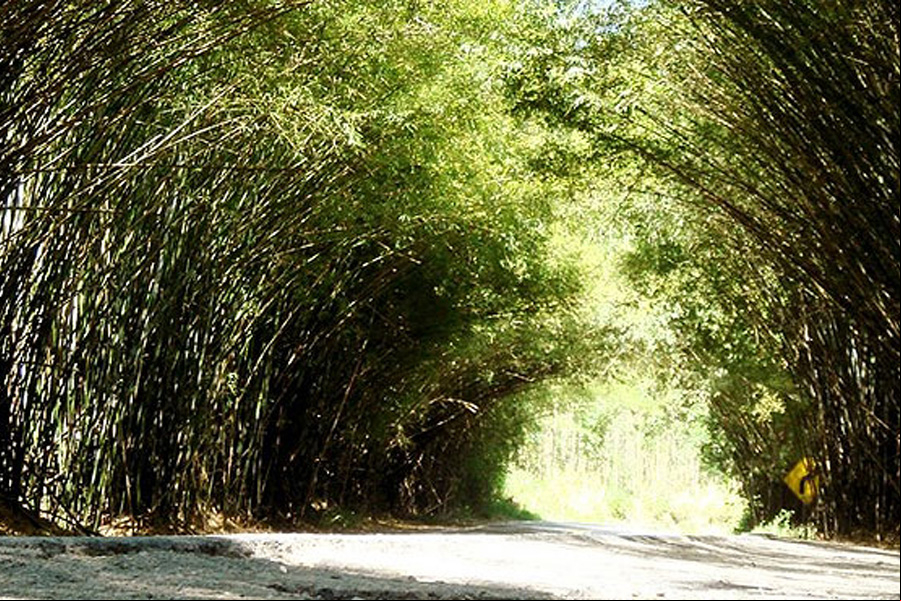 Estrada para Morungaba - Foto: circuitos das frutas